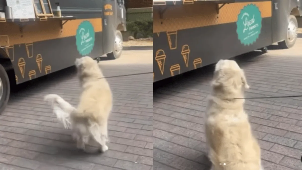 dog-adorable-ice-cream-order-at-food-truck-is-the-cutest-video-on-internet-today-watch